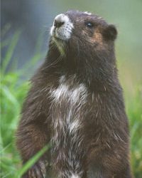 Mount Washington Crucial for Marmot Recovery