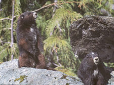 Vancouver Island Marmots Shelby… The Gold Medalist!