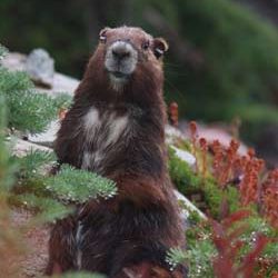 Not Your Typical Marmot Colony!