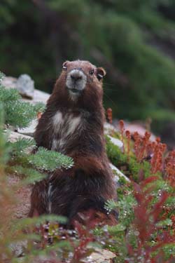 Adopt a Marmot