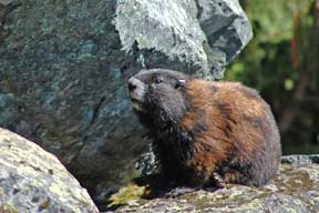 Vancouver Island Marmots Return from the Abyss