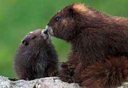 Endangered Marmots respond to Coldest Spring in 74 Years with a Boon of Pups!