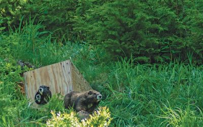 60 – 70 Marmots to be Released this Summer on Vancouver Island