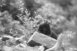 Marmot Breeding Centre crucial for species long term survival